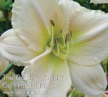 Daylily Cairns